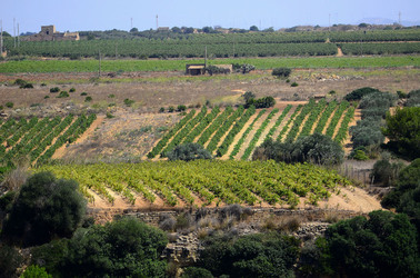 GORGHI TONDI oasi di vigneti e piante Mazzara del Vallo in Sicilia. Foto di Giulio Azzarello ©2016. GORGHI TONDI oasi di vigneti e piante Mazzara del Vallo in Sicilia. Foto di Giulio Azzarello ©2016.