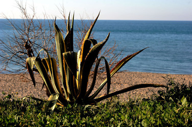 AGAVE selvatica sul mare in Sicilia a Cefalù. Fotografie di Giulio Azzarello ©2014. AGAVE selvatica sul mare in Sicilia a Cefalù. Fotografie di Giulio Azzarello ©2014.