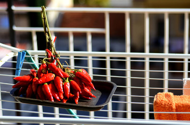 PEPERONCINO fotografie di Giulio Azzarello ©2014. PEPERONCINO fotografie di Giulio Azzarello ©2014.