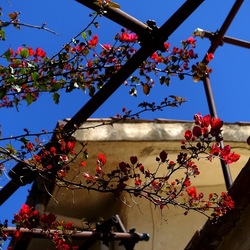 GIARDINO SICILIANO. Fotografie di Giulio Azzarello &copy;2024.