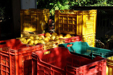 LIMONI di Sicilia coltivati in modo biologico. Fotografie di Giulio Azzarello &copy;2014.