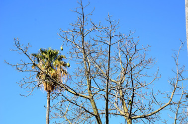 MACCHIA MEDITERRANEA in Sicilia. Fotografie di Giulio Azzarello &copy;2106.