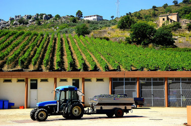 AZIENDA VITIVINICOLA in Sicilia. Fotografie di Giulio Azzarello ©2016. AZIENDA VITIVINICOLA in Sicilia. Fotografie di Giulio Azzarello ©2016.