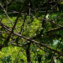 PIANTE. Fotografie di Giulio Azzarello &copy;2022.