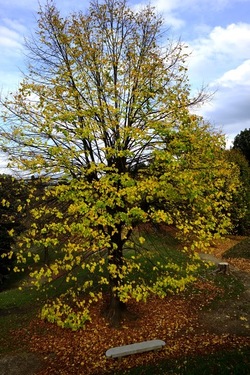 FIRENZE PALAZZO PITTI e GIARDINO DI BOBOLI. Fotografie di Giulio Azzarello &copy;2022.