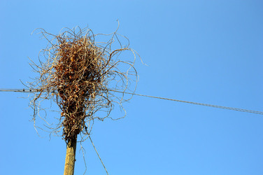 GRANDE NIDO spontaneo in campagna. Fotografie di Giulio Azzarello &copy;2014.