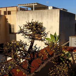 BONSAI. Fotografie di Giulio Azzarello &copy;2022.
