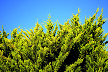 ISOLA DI USTICA la natura. Fotografie di Giulio Azzarello &copy;2016.