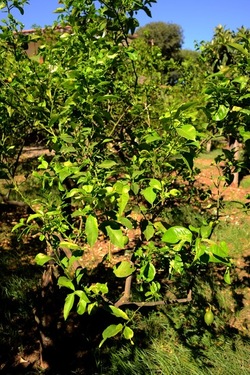 GIARDINO SICILIANO fotografie di Giulio Azzarello ©2021. GIARDINO SICILIANO fotografie di Giulio Azzarello ©2021.