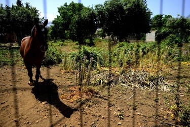 GIARDINO fotografie di Giulio Azzarello ©2019. GIARDINO fotografie di Giulio Azzarello ©2019.
