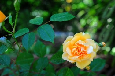 ORTO BOTANICO di Palermo nel maggio 2018. Fotografie di Giulio Azzarello &copy;2018.