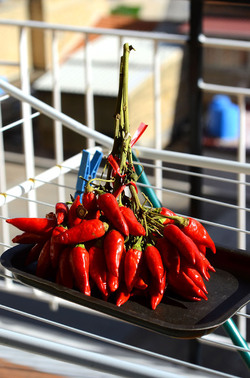 PEPERONCINO fotografie di Giulio Azzarello ©2014. PEPERONCINO fotografie di Giulio Azzarello ©2014.