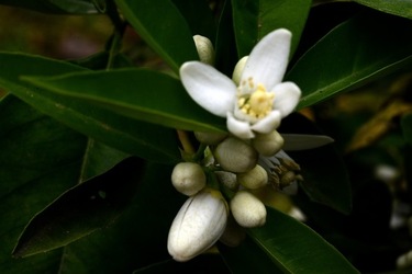 ZAGARA. Fotografie di Giulio Azzarello ©2022. ZAGARA. Fotografie di Giulio Azzarello ©2022.