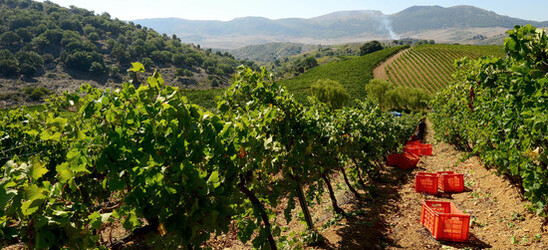 VENDEMMIA a S.Cristina Gela in Sicilia. Fotografie di Giulio Azzarello &copy;2016.