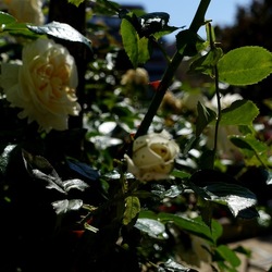 ROSETO. Fotografie di Giulio Azzarello &copy;2022.
