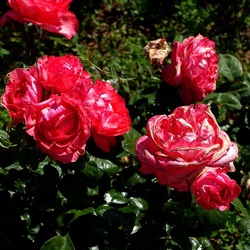 ROSETO. Fotografie di Giulio Azzarello &copy;2022.