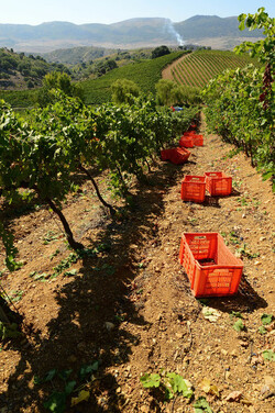 VENDEMMIA a S.Cristina Gela in Sicilia. Fotografie di Giulio Azzarello &copy;2016.