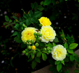 CAMPAGNA SICILIANA. Fotografie di Giulio Azzarello &copy;2016.