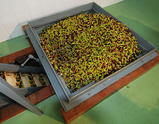 TIPICO FRANTOIO fotografie di Giulio Azzarello ©2014. TIPICO FRANTOIO fotografie di Giulio Azzarello ©2014.