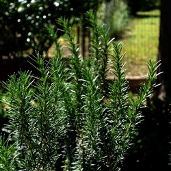 GIARDINO SICILIANO. Fotografie di Giulio Azzarello &copy;2024.