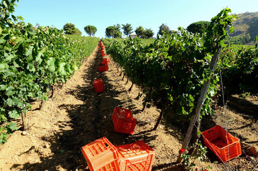 VENDEMMIA a S.Cristina Gela in Sicilia. Fotografie di Giulio Azzarello &copy;2016.