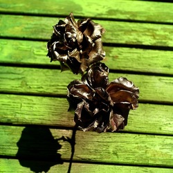 METALLICO. Fotografia di Giulio Azzarello &copy;2023.