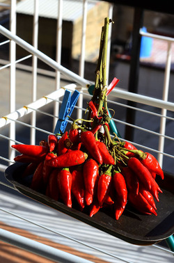 PEPERONCINO fotografie di Giulio Azzarello ©2014. PEPERONCINO fotografie di Giulio Azzarello ©2014.