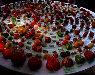 ORTO BOTANICO di PALERMO. Fotografie di Giulio Azzarello ©2019.