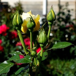 ROSETO. Fotografie di Giulio Azzarello &copy;2022.