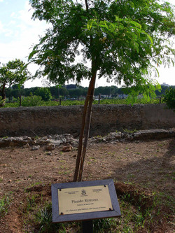 GIARDINO DELLA MEMORIA in Sicilia. Fotografie di Giulio Azzarello &copy;2014.