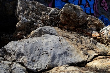 ARENELLA Fotografia di Giulio Azzarello ©2022.