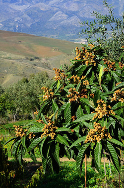 ULIVETO in autunno. Fotografie di Giulio Azzarello ©2014. ULIVETO in autunno. Fotografie di Giulio Azzarello ©2014.