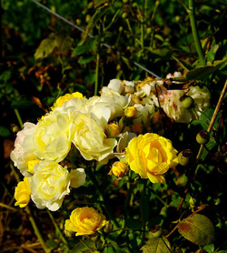 CAMPAGNA SICILIANA. Fotografie di Giulio Azzarello &copy;2016.