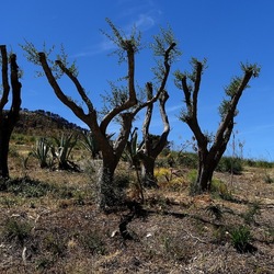 SEGESTA. Fotografie di Giulio Azzarello ©2024. SEGESTA. Fotografie di Giulio Azzarello ©2024.