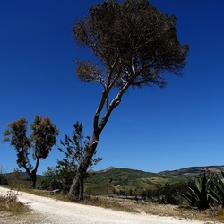 SEGESTA. Fotografie di Giulio Azzarello ©2024. SEGESTA. Fotografie di Giulio Azzarello ©2024.