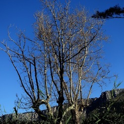 ALBERI. Fotografie di Giulio Azzarello &copy;2024.