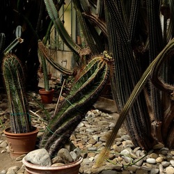 ORTO BOTANICO. Fotografie di Giulio Azzarello &copy;2024.