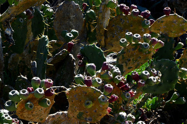 CAPO GALLO riserva marina e naturalistica a Palermo panoramiche e particolari. Fotografie di Giulio Azzarello ©2014. CAPO GALLO riserva marina e naturalistica a Palermo panoramiche e particolari. Fotografie di Giulio Azzarello ©2014.