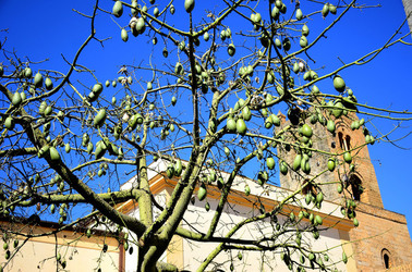 MACCHIA MEDITERRANEA in Sicilia. Fotografie di Giulio Azzarello &copy;2106.
