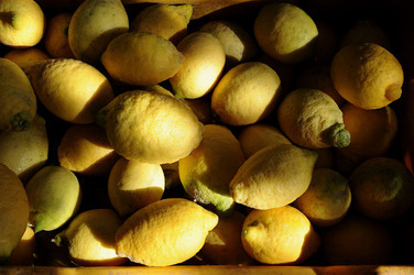 LIMONI di Sicilia coltivati in modo biologico. Fotografie di Giulio Azzarello &copy;2014.