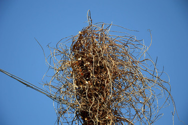 GRANDE NIDO spontaneo in campagna. Fotografie di Giulio Azzarello &copy;2014.