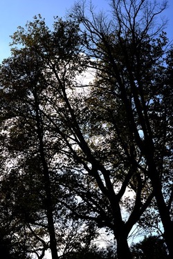 VENEZIA Giardini della Biennale di Arch. Cont.. Fotografie di Giulio Azzarello ©2022.