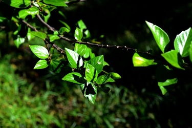 GIARDINO SICILIANO fotografie di Giulio Azzarello &copy;2020.