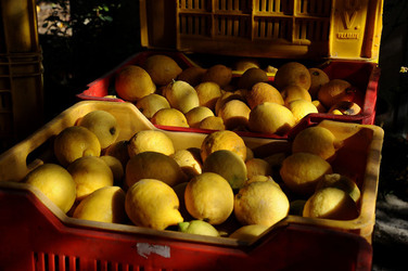 LIMONI di Sicilia coltivati in modo biologico. Fotografie di Giulio Azzarello &copy;2014.
