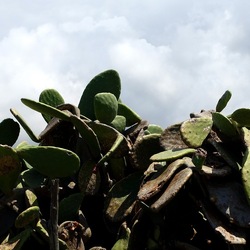 TERRASINI. Fotografie di Giulio Azzarello &copy;2022.