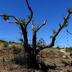 SEGESTA. Fotografie di Giulio Azzarello ©2024. SEGESTA. Fotografie di Giulio Azzarello ©2024.
