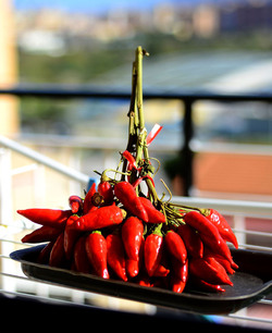 PEPERONCINO fotografie di Giulio Azzarello ©2014. PEPERONCINO fotografie di Giulio Azzarello ©2014.