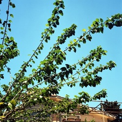 FOTO QUADRATE 6X6. Fotografie di Giulio Azzarello ©2021. FOTO QUADRATE 6X6. Fotografie di Giulio Azzarello ©2021.