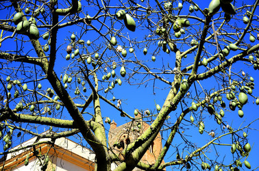MACCHIA MEDITERRANEA in Sicilia. Fotografie di Giulio Azzarello &copy;2106.