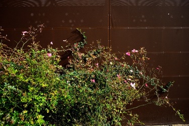 BIENNALE DI VENEZIA Arti Contemporanee Arsenale. Fotografie di Giulio Azzarello &copy;2020.